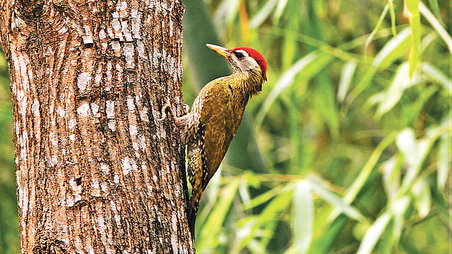 মাথায় লালটুপি পরা পুরুষ চিত্রিতগলা কাঠঠোকরা।  ছবি: লেখক