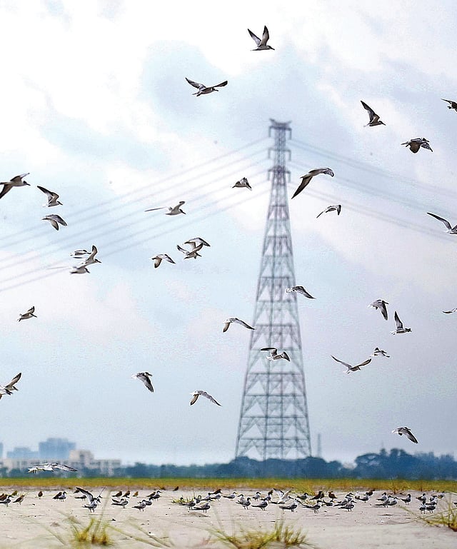 বর্ষায় পদ্মার চরাঞ্চলে বেড়েছে পানি। সেখানে পাখির আনাগোনাও চোখে পড়ার মতো। শনিবার পাবনার ঈশ্বরদীর সাঁড়াঘাট এলাকায়।  হাসান মাহমুদ