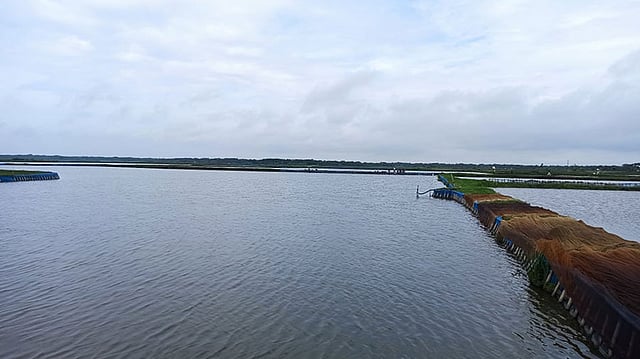 জলকপাট খুলে দেওয়ায় চিত্রা ও নবগঙ্গা নদীর পানি পেড়লী ও ইছামতী বিলে ঢোকায় মাছের ঘের ঝুঁকির মধ্যে রয়েছে। ছবি: প্রথম আলো