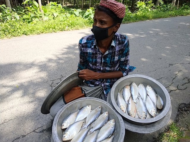 রাজবাড়ীর গোয়ালন্দ উপজেলার বিভিন্ন এলাকায় পাতিলে বোঝাই করে মনিরুল ইসলাম ভিনদেশি মাছ বিক্রি করছেন। তবে তাঁর দাবি, এগুলো চাঁদপুরের ইলিশ। ছবি: প্রথম আলো