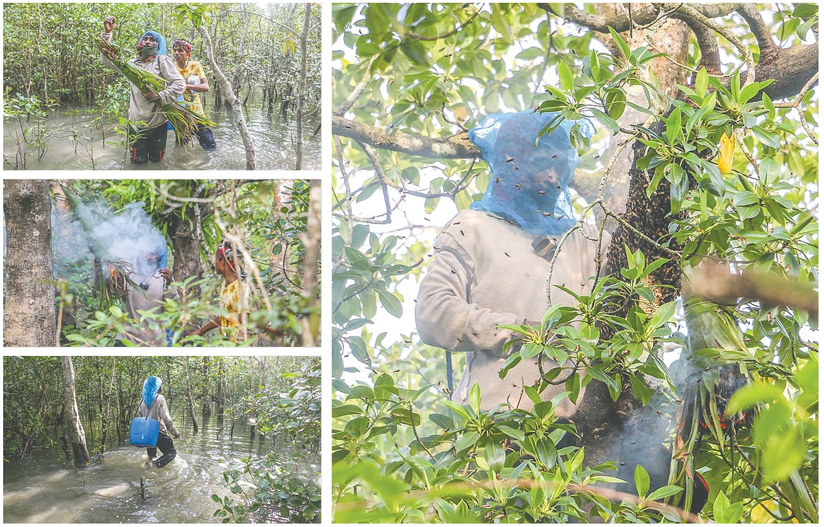 জোয়ারের সময় বনের ভেতরে প্রবেশ করেন মৌয়ালরা। খুঁজে বের করেন মৌচাক। কাঁচা-শুকানো পাতায় ‘কাড়ু’ বানিয়ে ধোঁয়া দেওয়া হয় চাকে। মৌমাছি সরে গেল মৌয়াল কাটেন চাক। ছবি: সাদ্দাম হোসেন