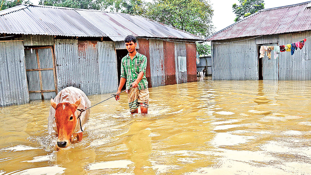 রংপুরে বন্যার পানি বাড়ছে। সকালে পানি কম থাকলেও দুপুর নাগাদ ঘরে পানি প্রবেশ করেছে। তাই গরুটাকে নিয়ে নিরাপদ স্থানে যাচ্ছেন আবদুস সালাম। গতকাল গঙ্গাচড়া উপজেলার লক্ষ্মীটারি ইউনিয়নের ইচলি এলাকায়। ছবি: মঈনুল ইসলাম