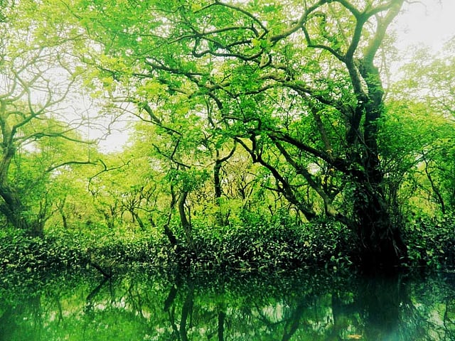 ভ্রমণপিপাসুদের অন্যতম প্রিয় জায়গা রাতারগুল। ছবি: লেখক