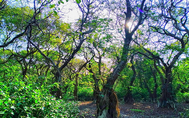 রাতারগুল ওয়াচ টাওয়ার থেকে পুরো এলাকা সবুজ দেখা যায়। ছবি: লেখক