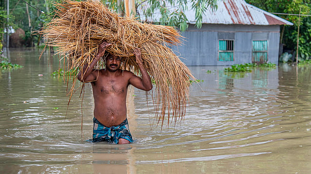 বন্যায় ঘরবাড়ি ডুবে গেছে। নষ্ট হয়েছে গো-খাদ্য ধানের খড়। তাই গো-খাদ্য সংগ্রহ করে আনছেন আবদুল জলিল। ভাষারপাড়া গ্রাম, ফুলছড়ি, গাইবান্ধা, ১৬ জুলাই। ছবি: প্রথম আলো।