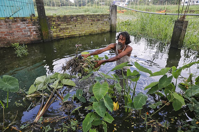 গত দুই দিনে পানি বেড়ে ডুবে গেছে রিকশাচালক মো. ইসলামের ভিটার আঙিনা। আজ সকালে ডুবে গেছে নিজ হাতে লাগানো সবজিগুলোও। নষ্ট হওয়ার আগেই তুলে ফেলছেন।