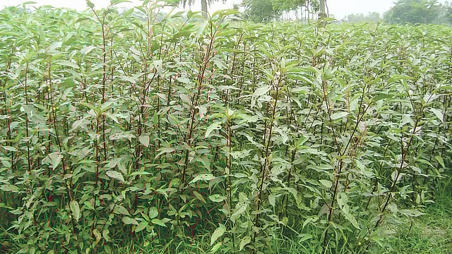 ম্যাড়া লাল বা বিজেআরআই দেশি পাটশাক-২