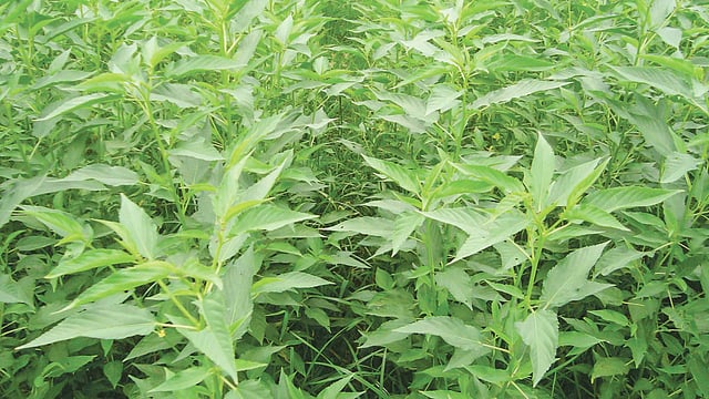 বিজেআরআই দেশি পাটশাক-৩ বা ম্যাড়া সবুজ