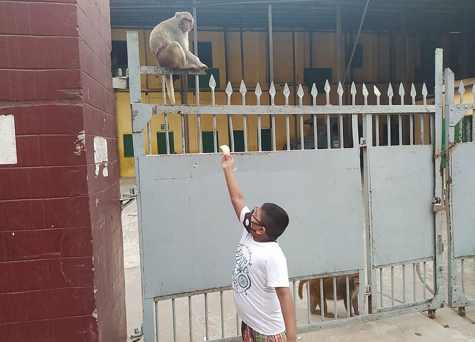 বানরকে খাবার দেওয়া হচ্ছে। ছবি: লেখক