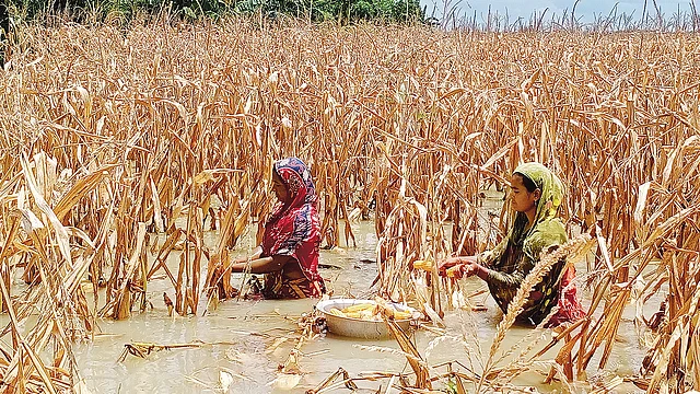 মরে যাওয়া গাছ থেকে ভুট্টা সংগ্রহ করছেন নারীরা।  ছবি: প্রথম আলো