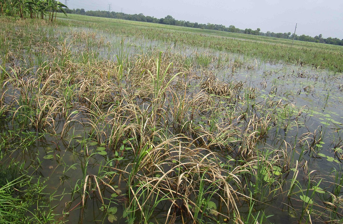 জলমগ্ন আখখেত। নাটোরের লালপুর উপজেলার বৈদ্যনাথপুর এলাকায়। ছবি: প্রথম আলো