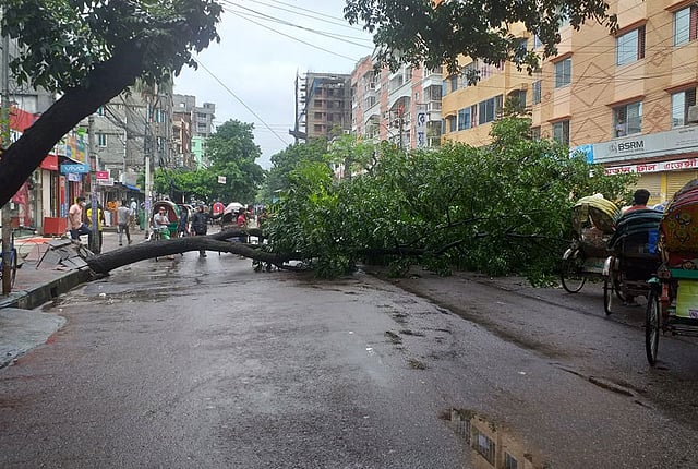 সকাল থেকেই রাজধানীতে বৃষ্টি হচ্ছে। জলাবদ্ধতাও দেখা দিয়েছে বিভিন্ন এলাকায়। এমন দুর্যোগপূর্ণ দিনে হুট করেই ফুটপাত লাগোয়া গাছটি উপড়ে পড়ে রাস্তায়। তবে এই ঘটনায় কেউ হতাহত হয়নি। ছবিটি বিকেল সাড়ে ৪টায় তোলা। খিলগাঁও তালতলা, ঢাকা, ২১ জুলাই। ছবি: শাকিলা হক
