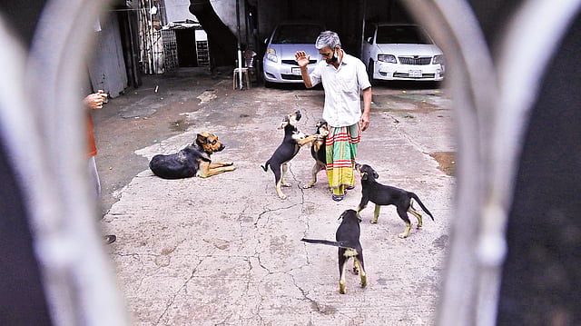লকডাউন চলছে। গ্যারেজ থেকে বের হচ্ছে না ব্যক্তিগত গাড়ি। খোলা প্রাঙ্গণে পোষা কুকুর ও ছানারা কেয়ারটেকারের সঙ্গে খেলায় মেতেছে। গতকাল দুপুরে রাজধানীর ওয়ারী এলাকার ওয়্যার স্ট্রিটে।  ছবি: দীপু মালাকার