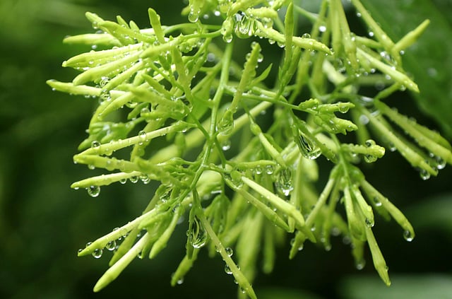 বৃষ্টিস্নাত হাসনাহেনা ফুল। উপশহর, বগুড়া, ২১ জুলাই। ছবি: সোয়েল রানা