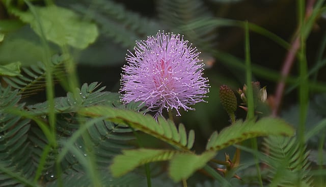 ভরা বর্ষায় সতেজ প্রকৃতি। ফুটেছে লজ্জাবতী ফুল। বানরগাতি এলাকা, খুলনা, ২১ জুলাই। ছবি: সাদ্দাম হোসেন