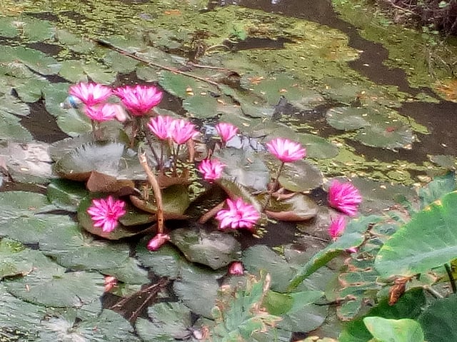 বাড়ির পাশে ছোট খাল। সেই খালের জলেই ফুটে আছে জাতীয় ফুল ‘শাপলা’। ডালপা, বাঙ্গরা বাজার, মুরাদনগর, কুমিল্লা, ২১ জুলাই। ছবি: মো. রাকিব হোসেন