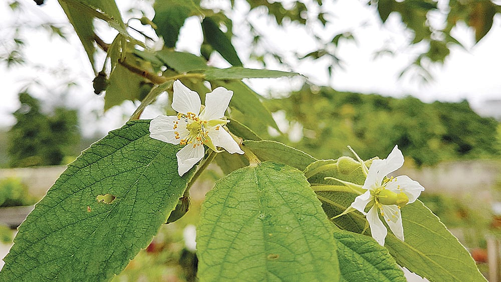 বাংলা একাডেমিতে ফুটেছে বুনো চেরি ফুল। ছবি: লেখক