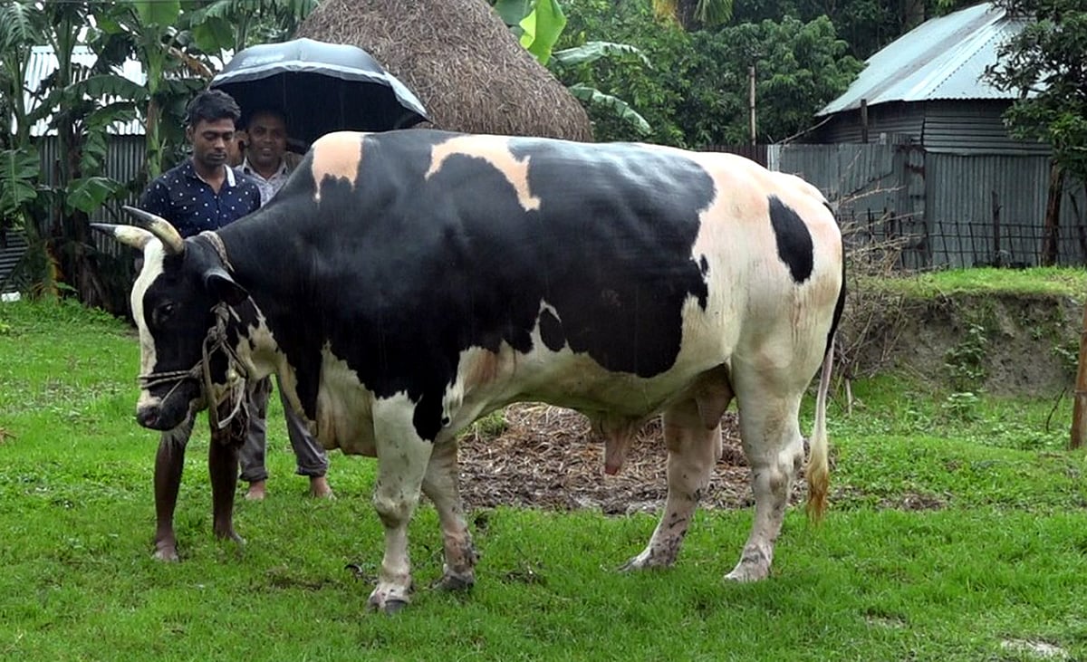 এবার পবিত্র ঈদুল আজহায় ‘রাজাবাবু’কে হাটে তোলা হবে। বিশাল শরীরের অধিকারী হওয়ায় প্রায় প্রতিদিনই আশপাশের লোকজন তাকে দেখতে ভিড় করছেন। জেলার মধ্যে ‘রাজাবাবু’ই সবচেয়ে বড় গরু বলে দাবি করেন মালিক লুৎফর রহমান। তিনি গরুটির দাম হেঁকেছেন ২৫ লাখ টাকা। রাজাপুর গ্রাম, ফুলকোচা, মেলান্দহ, জামালপুর, ২১ জুলাই। ছবি: প্রথম আলো