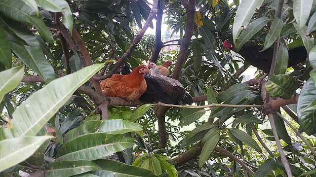 বাড়ির ছাদের পাশেই আমগাছ। গাছেই বসে আছে মুরগিগুলো। ফুলদিঘী, বগুড়া, ২২ জুলাই। ছবি: মো. রাকিবুল হাসান