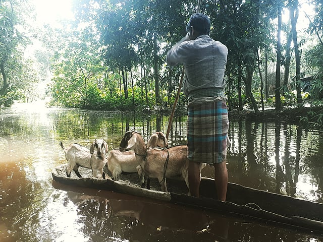 জোয়ারের পানিতে তলিয়ে গেছে পথ। তাই চলাচলের একমাত্র মাধ্যম তালের ডোঙা। গুঠিয়া, উজিরপুর, বরিশাল, ২২ জুলাই। ছবি: রেজাউল ইসলাম রেজা
