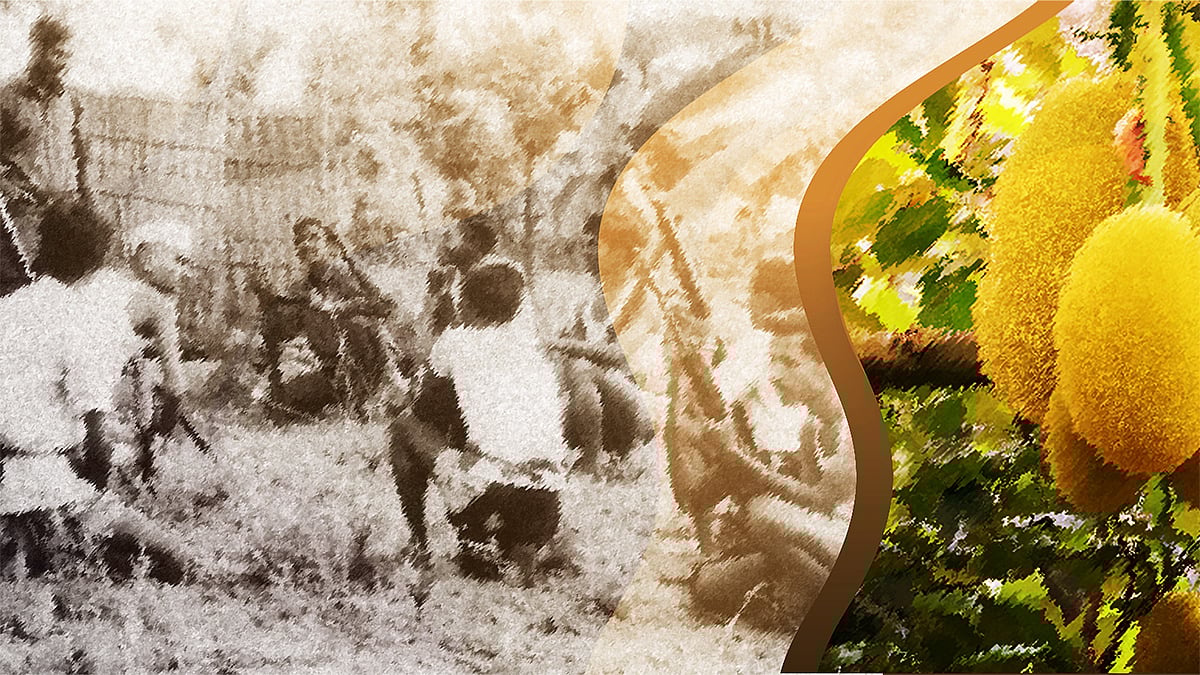 মুক্তিযুদ্ধের সময় কাঁঠালের ভূমিকা ছিল অন্য রকম। কোলাজ: মনিরুল ইসলাম