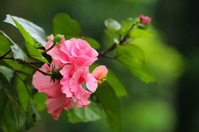 জবা ফুল। ইসলামী বিশ্ববিদ্যালয়, কুষ্টিয়া, ৩০ জুন। ছবি: এস.বি. বাঁধন