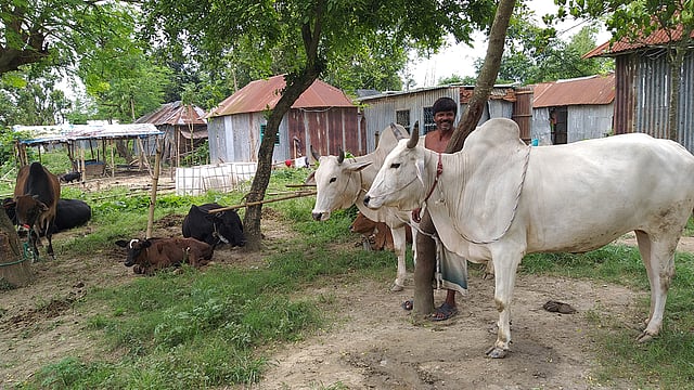 পবিত্র কোরবানি সামনে রেখে বাঘার চর কালিদাসখালিতে গরুর পরিচর্যা করছেন আসলাম হোসেন। ছবি: প্রথম আলো, রাজশাহী
