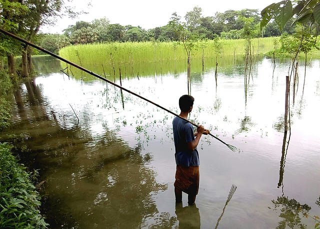 কোঁচ/টেঁটা হাতে লক্ষ্য স্থির করে হাঁটুপানিতে দাঁড়িয়ে আছেন একজন শখের মাছ শিকারি। সর্বদা নজর রাখছেন মাছের গতিবিধির ওপর। বর্ষার পানিতে থইথই করছে লোকালয়। খাল, বিল, নদী, পুকুর সব তলিয়ে একাকার হয়ে গেছে। ভেসে গেছে মাছ চাষের পুকুর। নানান প্রজাতির দেশি-বিদেশি মাছের দেখা মিলছে বর্ষার পানিতে। মাছে-ভাতে বাঙালি—এই প্রবাদবাক্যে নদীমাতৃক এই বাংলার মানুষকে এক কথায় চিহ্নিত করা হয়। কালের বিবর্তনে সেই অবস্থা এখন আর তেমন না থাকলেও বাংলার নদীনালায় মাছের কমতি নেই। তেমনি মৎস্য শিকারেরও রয়েছে হাজার বছরের আবহমান বাংলার বৈচিত্র্যপূর্ণ ঐতিহ্য। কাশিয়ানী, গোপালগঞ্জ, ২৪ জুলাই। ছবি: ওবাইদুল্লাহ অনিক