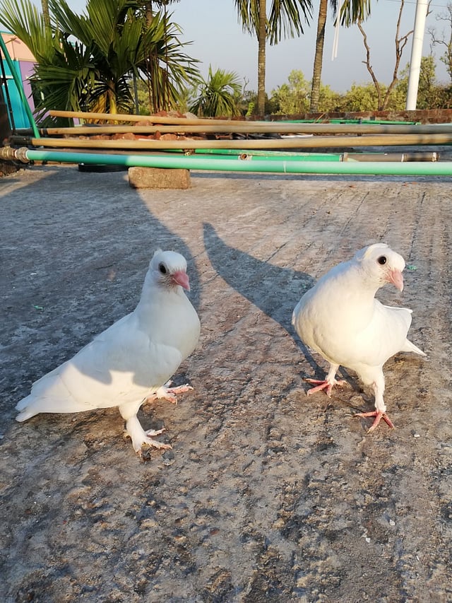 অশান্ত পৃথিবীর নির্মম পরিস্থিতির মাঝে এক ফোঁটা শান্তির অপেক্ষায় নগরবাসী। এই শান্তির প্রতীক পায়রা জোড়ার মতো ভালোবাসা নেমে আসুক এই শহরে। আবার হাসবে মানুষ, ভালোবাসবে এই পৃথিবীকে। রাজেন্দ্রপুর ক্যান্টনমেন্ট, গাজীপুর, ২৩ জুলাই। ছবি: হিমেল সিদ্দিকী