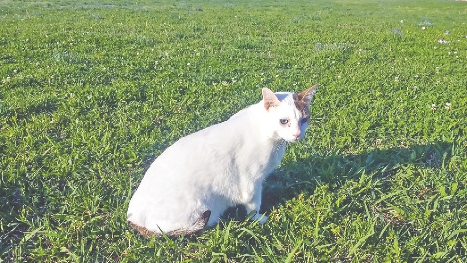 যুক্তরাষ্ট্রের ডালাসকে নিজের করে নিয়েছে বাংলাদেশের এক বিড়াল এলি। ছবি : সংগৃহীত