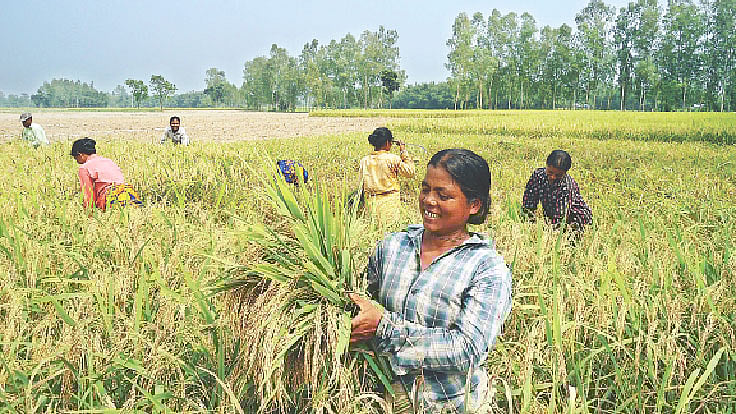 মাঠে ধান কাটছেন নারী কৃষকেরা। তবে এই নারীরা পুরুষের চেয়ে কম মজুরি পান। বিষয়টিকে তাঁরা স্বাভাবিক নিয়ম হিসেবেই মেনে িনয়েছেন।  ছবি: মজিবর রহমান খান