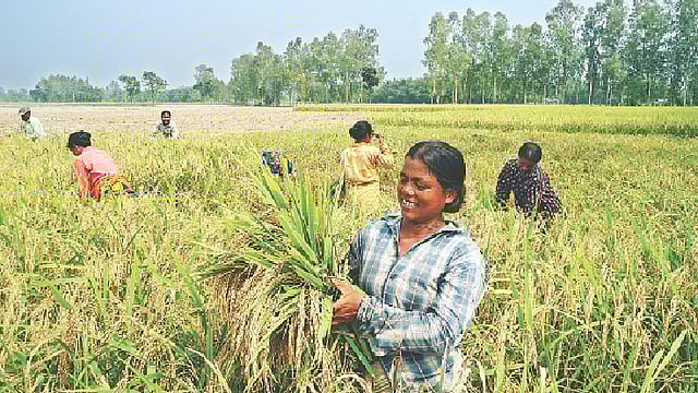 মাঠে ধান কাটছেন নারী কৃষকেরা। তবে এই নারীরা পুরুষের চেয়ে কম মজুরি পান। বিষয়টিকে তাঁরা স্বাভাবিক নিয়ম হিসেবেই মেনে িনয়েছেন।  ছবি: মজিবর রহমান খান