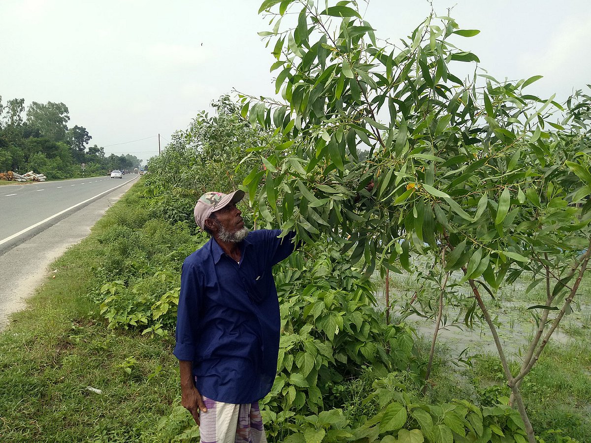 রাজশাহী-নওগাঁ সড়কে বেড়ে উঠছে পরিবেশবিরুদ্ধ বিদেশি গাছ আকাশমণি। সড়কের মান্দা এলাকায়। ছবি: প্রথম আলো