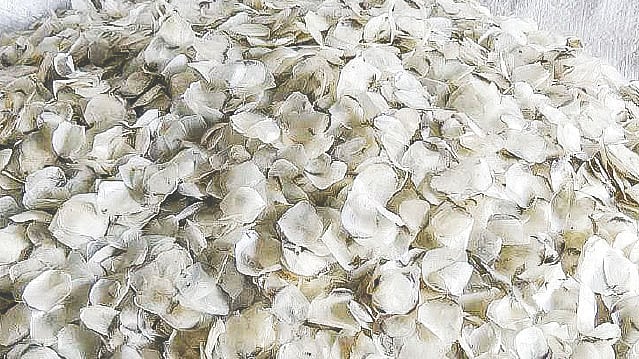 মাছের অাঁশ