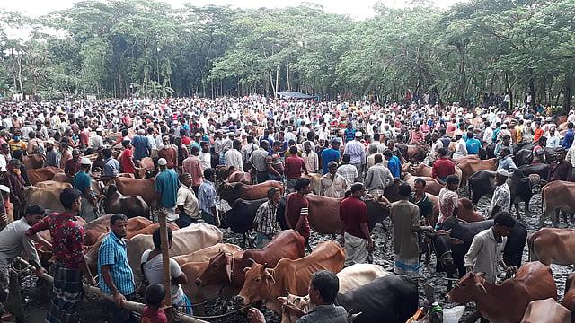 হাটে প্রচুর গরু এসেছে, কিন্তু ক্রেতা ও দাম দুটোই কম। বৃহস্পতিবার পটুয়াখালীর গলাচিপার বাদুরা হাটে। ছবি: শংকর দাস।