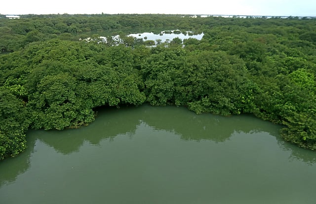 জলাবন রাতারগুল। বর্ষার এমন সময় হাজারো পর্যটকের ভিড় থাকত। করোনাকালে কেউ নেই। এই সুযোগে অবশ্য জলাবনের গাছ আরও ঘন হয়েছে। ৬ জুলাই রাতারগুল গ্রাম থেকে তোলা ছবি। ছবি: আনিস মাহমুদ
