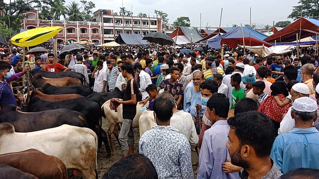 নিয়ম ভঙ্গ করে ব্রাহ্মণবাড়িয়ার আখাউড়া শহীদ স্মৃতি সরকারি কলেজ মাঠে বসেছে গরুর হাট। উপরন্তু হাটে স্বাস্থ্যবিধির কোনো নিয়মকানুন মানা হয়নি। আজ মঙ্গলবার দুপুরে তোলা। ছবি: প্রথম আলো