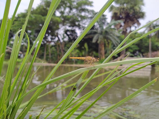 হলুদ পাখার ফড়িংটি! এরা সাধারণত মশা এবং অন্য ছোট ছোট পোকামাকড় শিকারি। এদের সাধারণত পুকুর, হ্রদ, ঝর্ণা ও জলাভূমির আশপাশে দেখতে পাওয়া যায়। আউটধার গ্রাম, কাকনী, তারাকান্দা, ময়মনসিংহ, ২৯ জুলাই। ছবি: মাহমুদুল হাসান