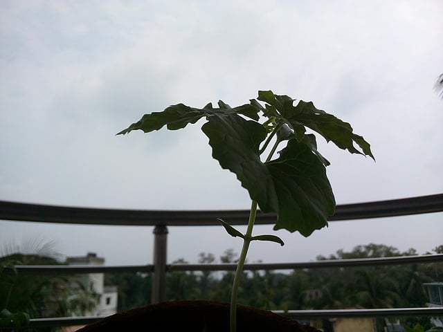 করোনাকালে বাধা পড়েছে জনজীবনে, অঙ্কুরিত করলা গাছ নয়। উপশহর, যশোর, ২৭ জুলাই। ছবি: অধীশ দাশ