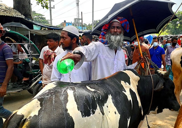 গরম থেকে বাঁচাতে গরুটির গায়ে সামান্য পানি ঢেলে দিচ্ছেন বিক্রেতা। তেবাড়িয়া হাট, নাটোর, ২৭ জুলাই। ছবি: মো. আলভী শরীফ