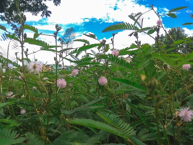 এই ফুলটা দেখেনি এমন মানুষ পাওয়া খুবই কঠিন। সিলেটের আঞ্চলিক ভাষায় এটাকে বলা হয় ‘ছইতে মরা’। এই ফুলের একটি বিশেষ গুণ হচ্ছে কেউ তাকে স্পর্শ করামাত্রই পুরো গাছটি নিস্তেজ হয়ে পড়ে। যার দরুন এর নাম করা হয় ‘লজ্জাবতী’। এটাকে আমরা সবাই লজ্জাবতী হিসেবেই চিনি। ছবিটি মৌলভীবাজার পৌরসভা এলাকা থেকে গত সোমবার তোলা হয়েছে। ছবি: কামরান আহমদ