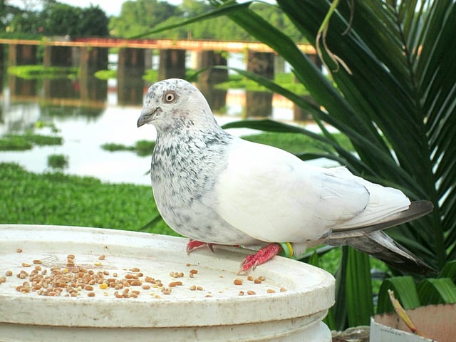 পায়রা, ইলাশ পুর, ফেঞ্চুগঞ্জ, সিলেট, ২৭ জুলাই। ছবি: শাহজাহান আহমদ