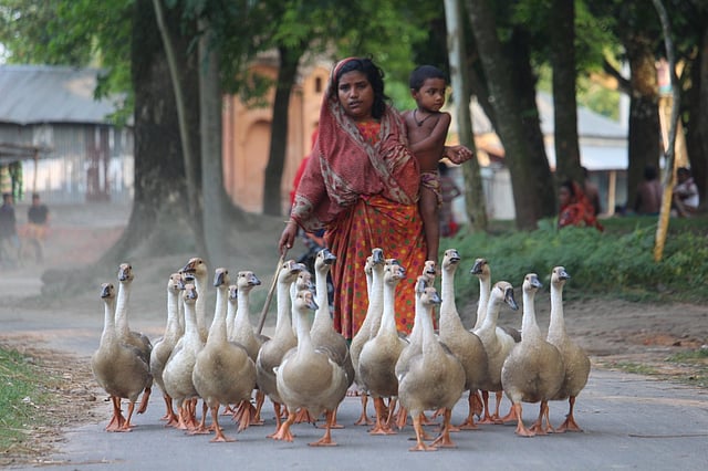পুকুর থেকে হাঁস নিয়ে বাড়ি ফিরছেন গৃহিণী। সিরাজগঞ্জ সড়ক, সিরাজগঞ্জ, ২৭ জুলাই। ছবি: সজীব খান রিগান