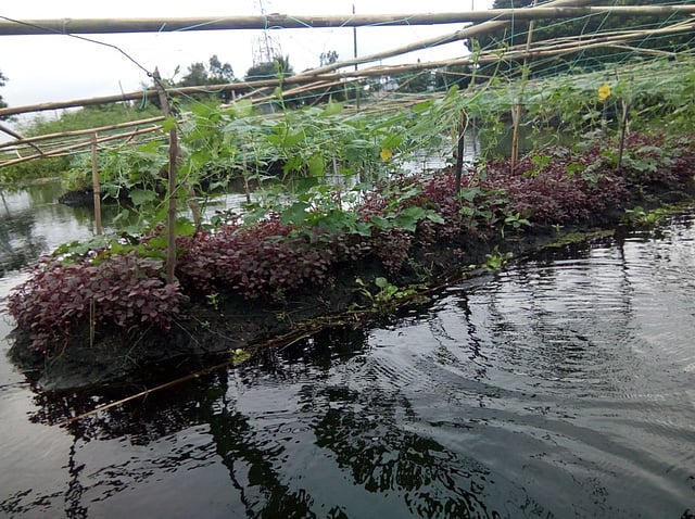 পানিতে ভাসমান সবজি চাষ। কুমিল্লার তিতাস উপজেলা মোহনপুর গ্রামে আবদুল কাদির পানিতে ভাসমান সবজি চাষ করেছেন। বছরের ছয় মাস এলাকার জমিতে পানি থাকার কারণে কোনো ফসল উৎপাদন করা যায় না। প্রচুর কচুরিপানা থাকে জমিতে, জমিতে ভাসমান কচুরিপানাকে কাজে লাগিয়ে স্তূপ করে সেখানে বীজ লাগিয়েছেন। ছবি: মো. আতাউর রহমান