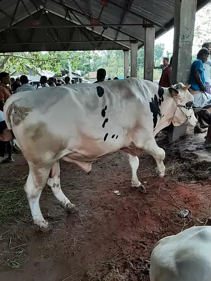 ক্রেতাশূন্য হাটে এ যেন শুধুই প্রদর্শনী। এ গরুর দাম হাঁকিয়েছেন ১ লাখ ৩০ হাজার। তবে বিক্রেতার দাবি, করোনাভাইরাস ও লাম্পি অসুখ না এলে এটির দাম আরও অনেক বেশি হতে পারত। কিন্তু সকাল গড়িয়ে সন্ধ্যা নামলেও অবিক্রীত থেকে গেল আজকের (২৫ জুলাই) হাটের সবচেয়ে বড় আকর্ষণটি। ছবিটি পঞ্চগড়ের বোদা উপজেলার হাট থেকে তোলা। ছবি: বিনায়েক রহমান