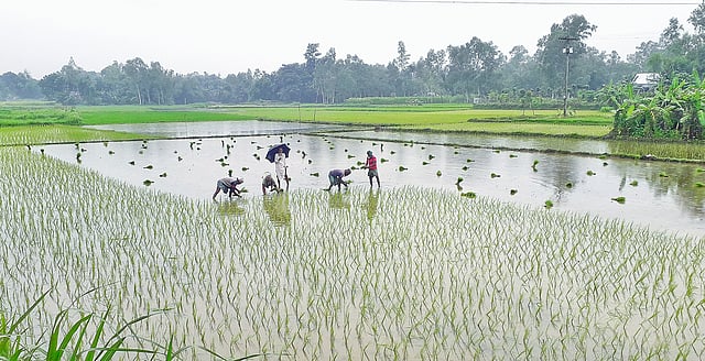 কয়েক দিনের টানা বৃষ্টিতে আগের লাগানো ধানের চারা পচে গেছে, তাই আবার নতুন করে লাগানো হচ্ছে ধানের চারা। বাজার ভদ্রঘাট, সিরাজগঞ্জ, ৩০ জুলাই। ছবি: সজীব খান রিগান