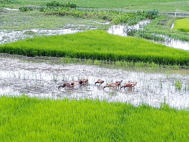 দল বেঁধে খাবার খাচ্ছে হাঁস। উত্তর ইসলামপুর, ফেঞ্চুগঞ্জ, সিলেট, ২৯ জুলাই। ছবি: মো. আব্দুস সালাম