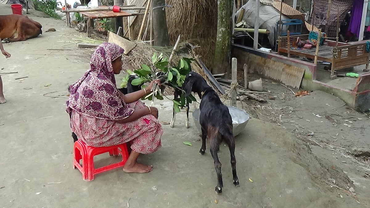 সিরাজগঞ্জ সদরের পাঁচঠাকুরী গ্রামে যমুনা নদীর ভাঙনে বসতভিটা হারানোর পর গবাদিপশু নিয়ে বাঁধে আশ্রয় নিয়েছে একটি পরিবার। বৃহস্পতিবার বিকেলে তোলা ছবি। প্রথম আলো