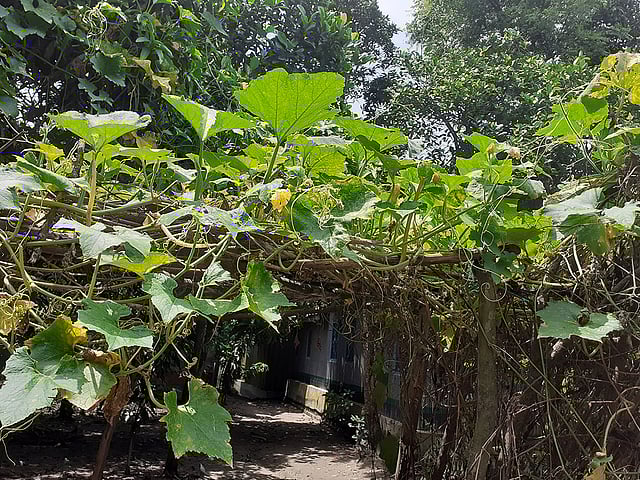 চারদিকে পানি আর পানিবন্দী হাজারো মানুষ। বন্যায় বিভিন্ন অঞ্চলে খাদ্যের সংকট। বৃদ্ধি পেয়েছে সবজির দাম। এমন অবস্থায় বাড়ির আঙিনায় মাচা করে সবজির চাষ রক্ষা করছে পানিবন্দী মানুষের সবজির চাহিদা। স্থানীয় ভাষায় একে জাংলাও বলা হয়ে থাকে। সাধারণ বাঁশ দিয়ে তৈরি করা হয় এই মাচা বা জাংলা। আগধল্যা, মির্জাপুর, টাঙ্গাইল, ৩০ জুলাই। ছবি: খন্দকার নাঈমা আক্তার নুন