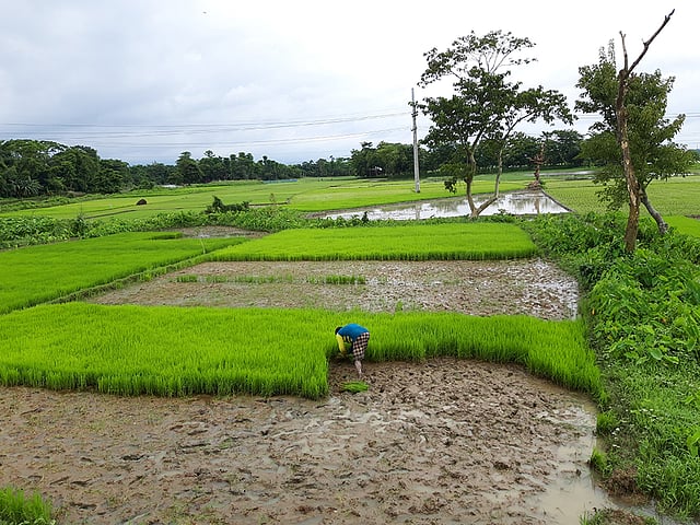 বর্ষায় মাঠে ব্যস্ত কৃষক। মল্লিকপুর, ফেঞ্চুগঞ্জ, সিলেট, ২৯ জুলাই। ছবি: মো. আব্দুস সালাম